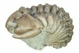 Curled Flexicalymene Trilobite - Indiana #287746-2